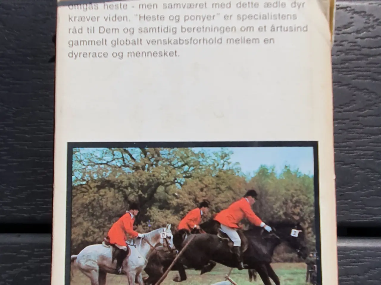 Billede 2 - Heste og Ponyer