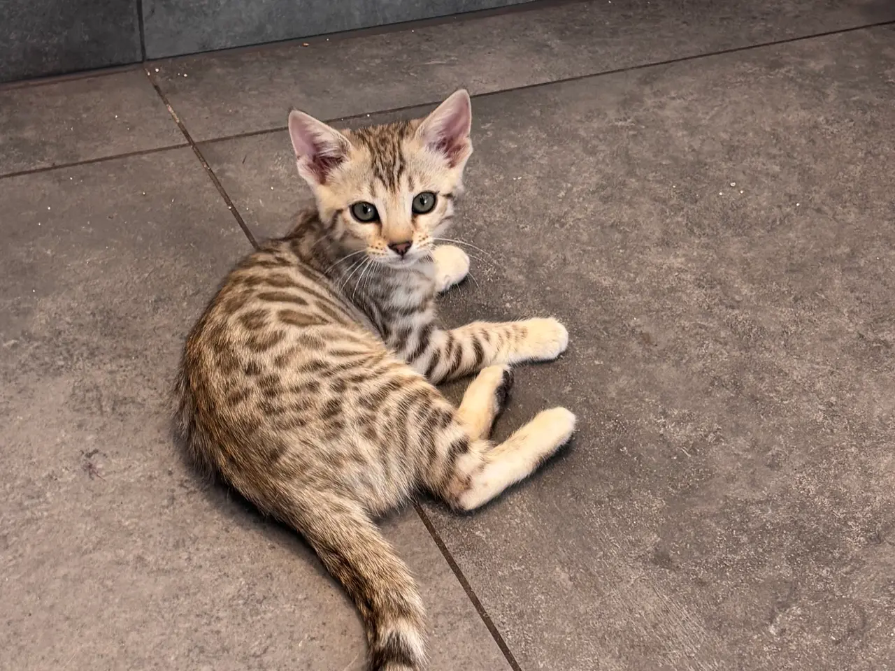 Billede 6 - Fine Bengal killinger klar til afrejse