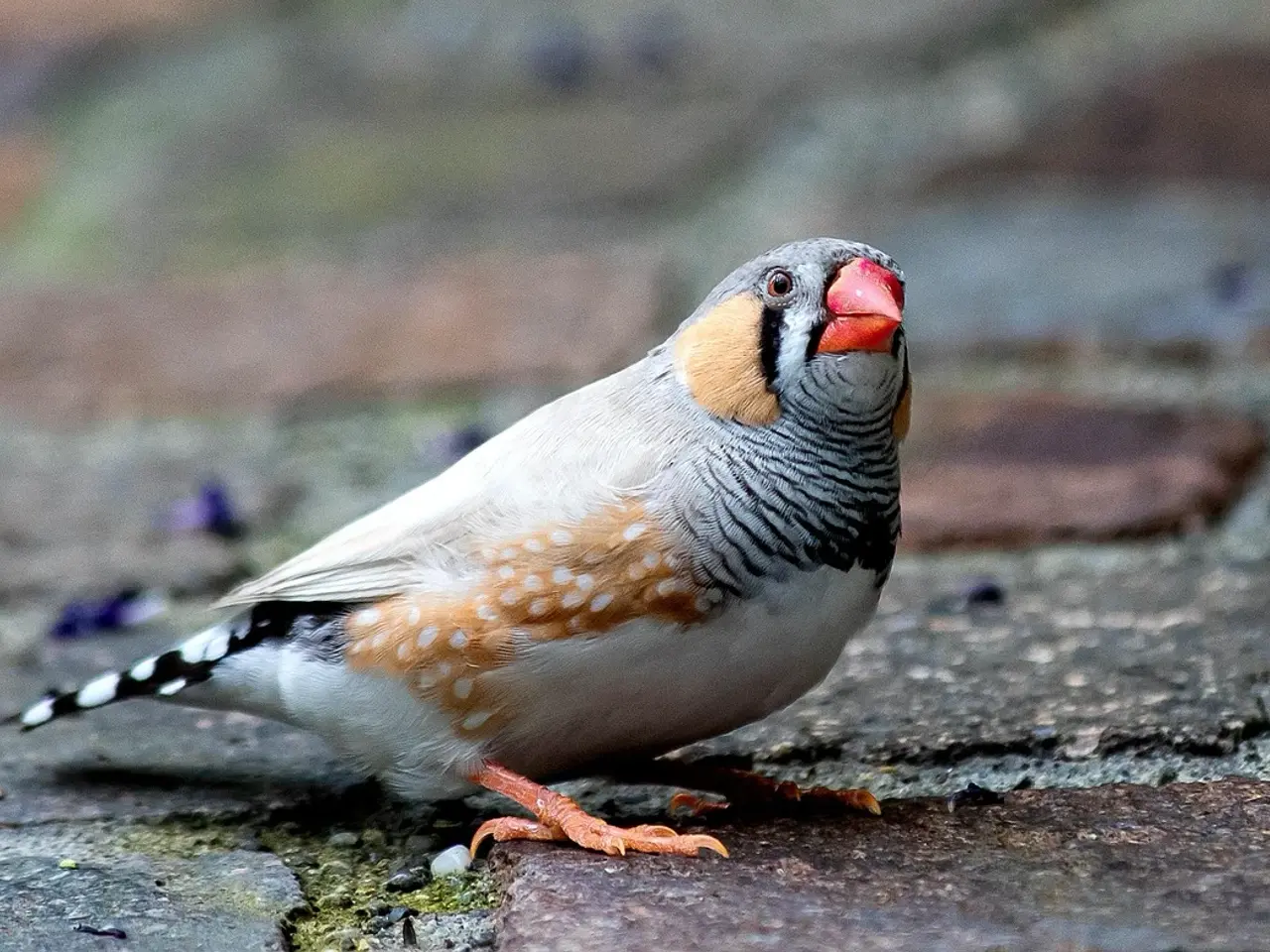 Billede 1 - Store zebrafinker
