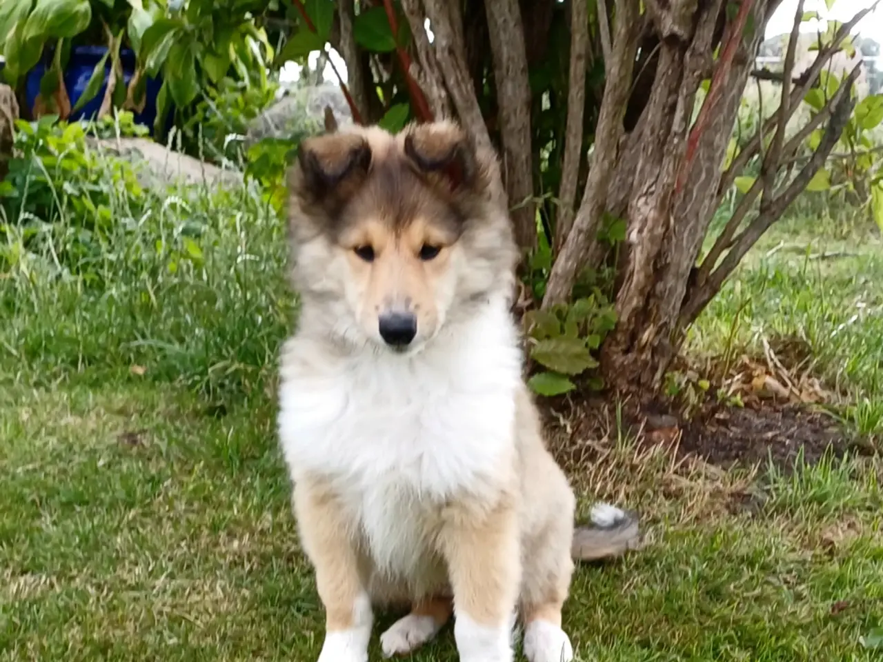 Billede 1 - Collie hvalp (Amerikansk)