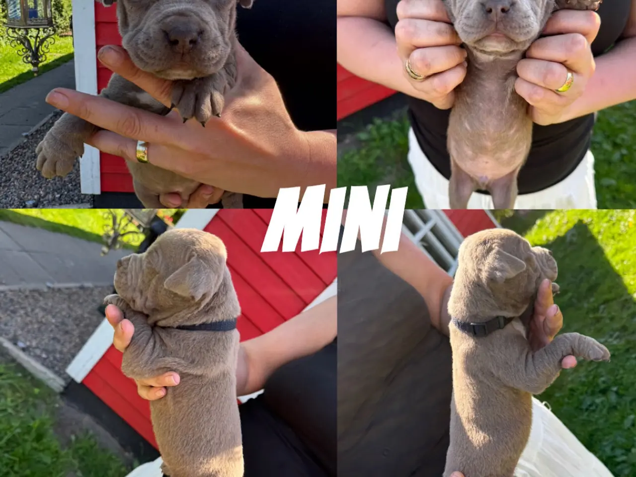 Billede 7 - American Bully XL