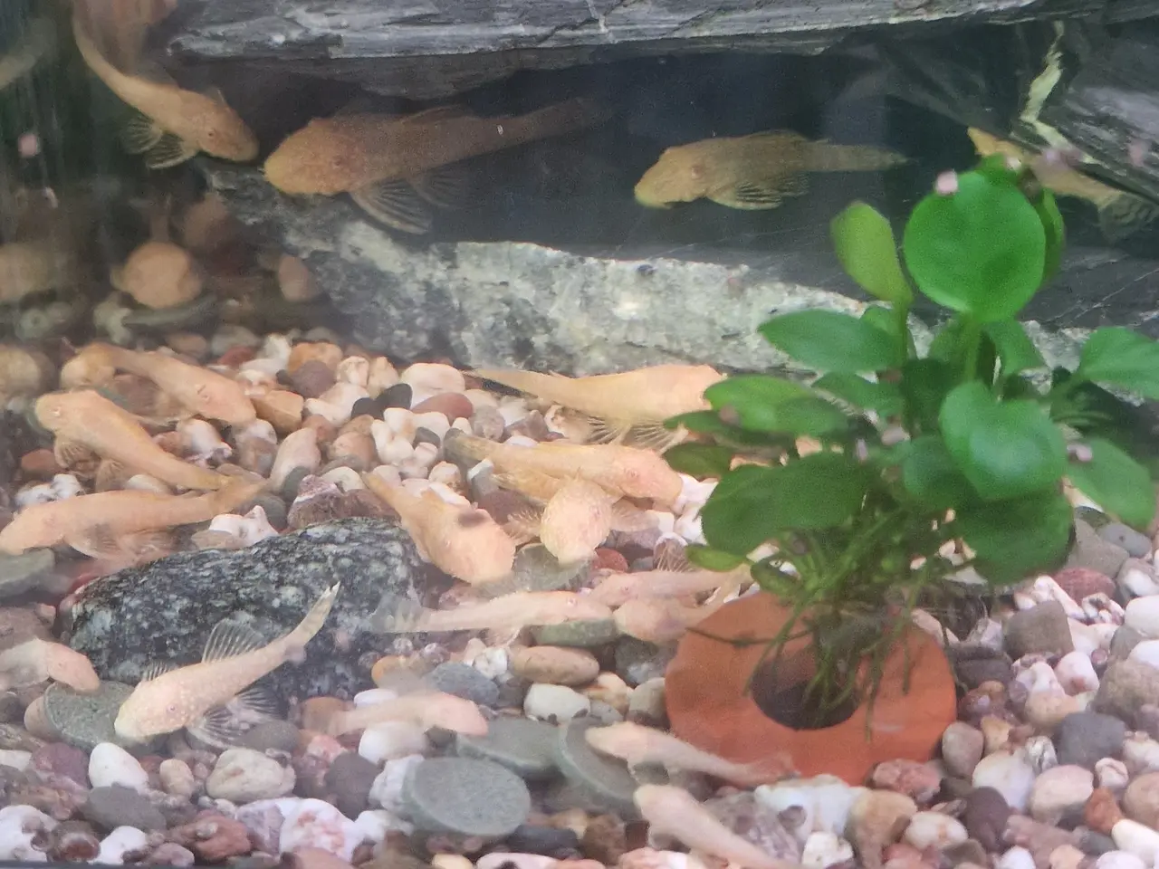 Billede 3 - Ancistrus L144 albino maller
