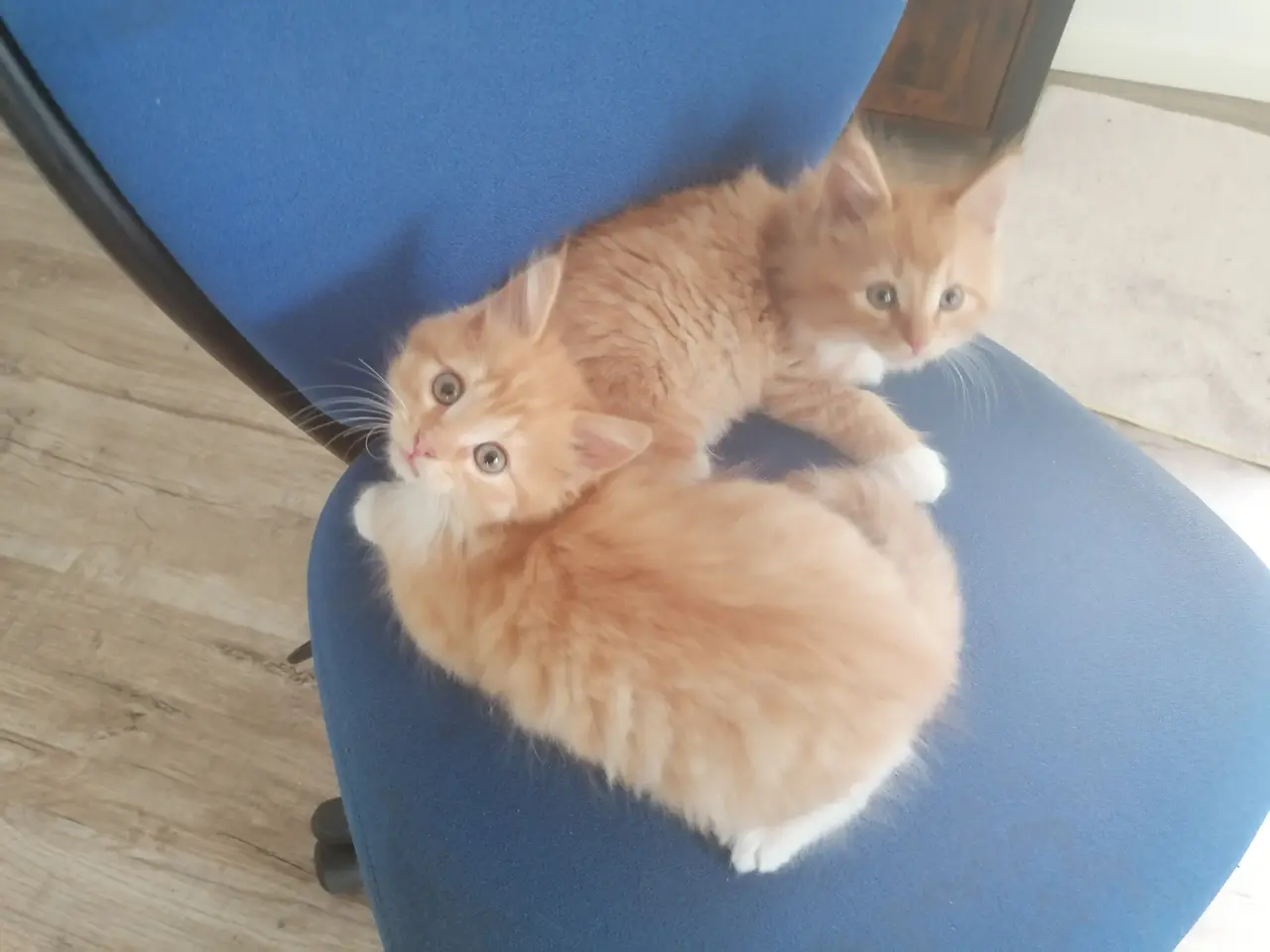 Billede 3 - Main coon blendinger