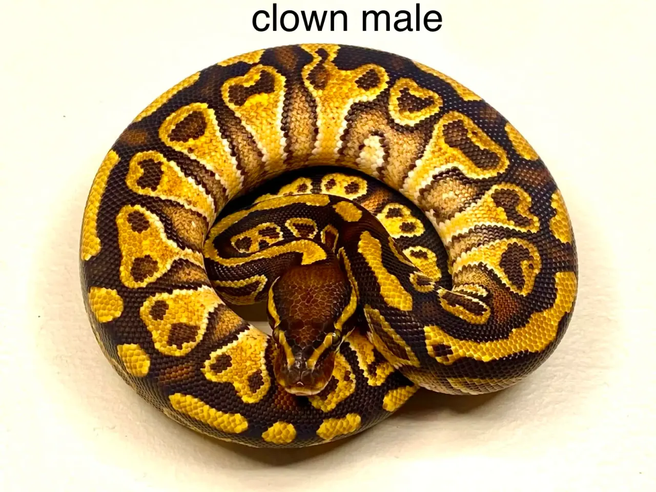 Billede 11 - Konge python