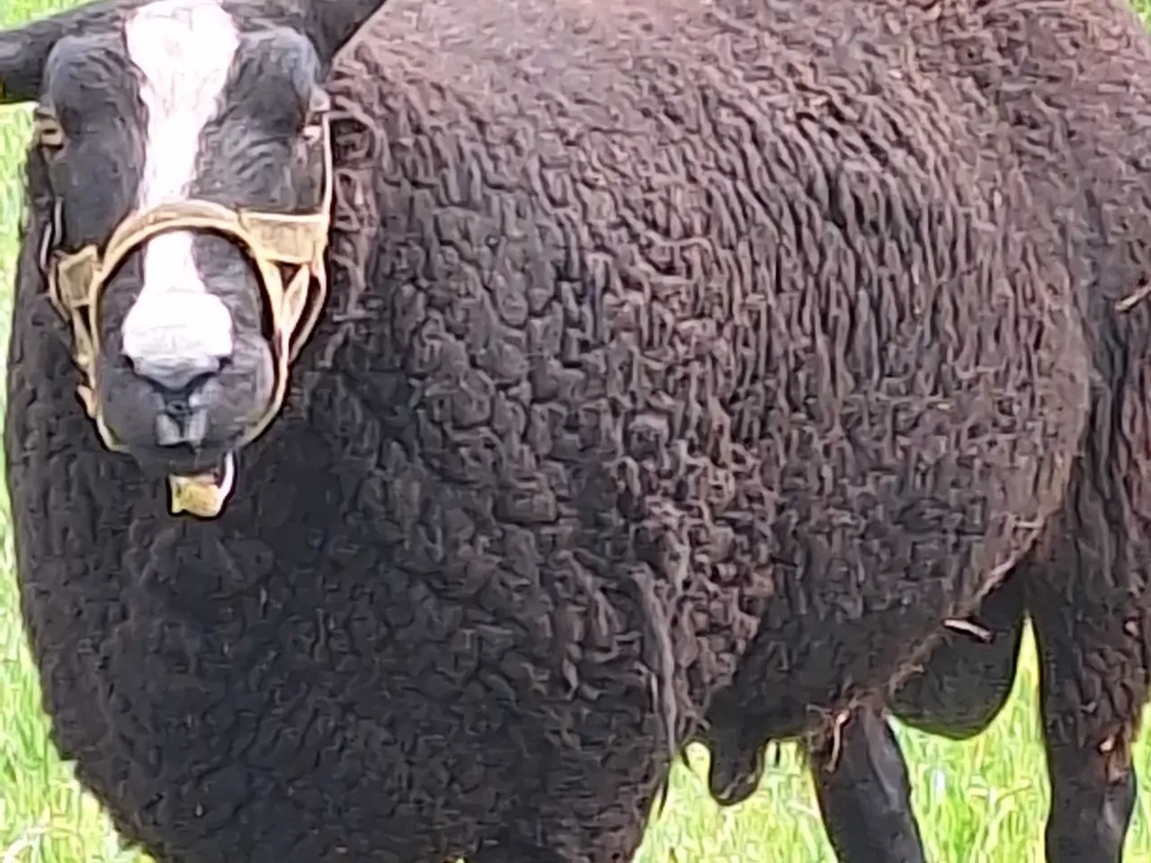Billede 1 - VÆDDER , zwartbles