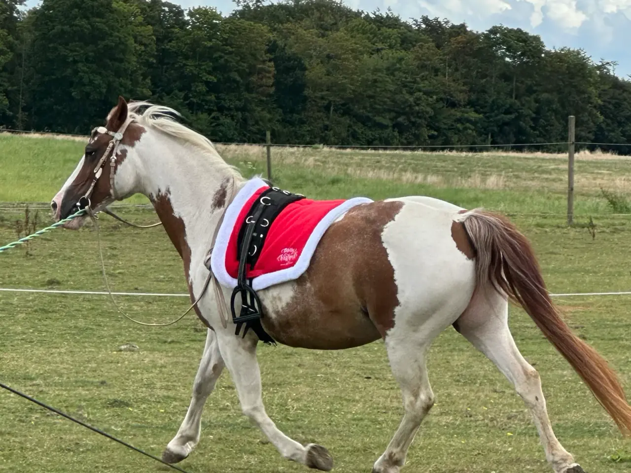 Billede 2 - Smuk prinsesse pony sælges