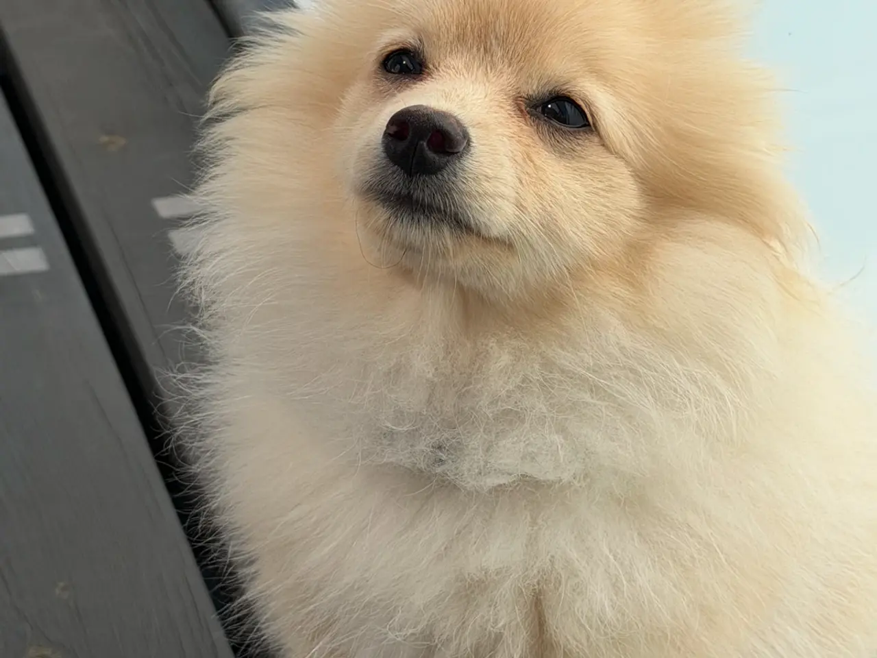Billede 6 - Hund 6 måneder gammel