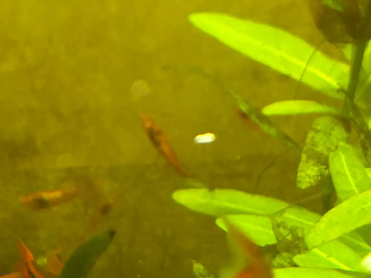 Billede 9 - 🦐🍒 Flotte Røde kirsebærrejer – Viby J