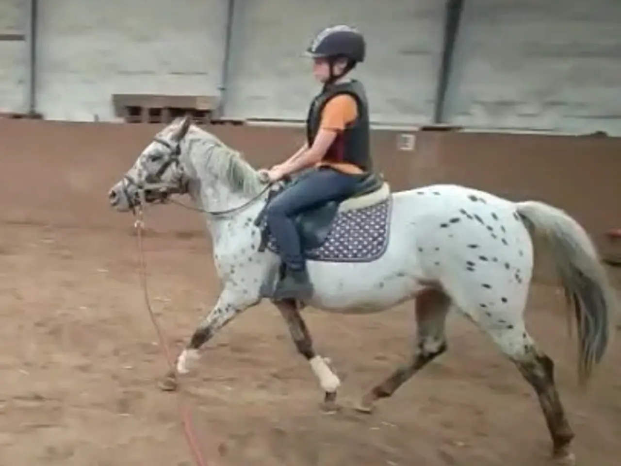 Billede 2 - Hoppe 134cm 4 år Knapstrubber