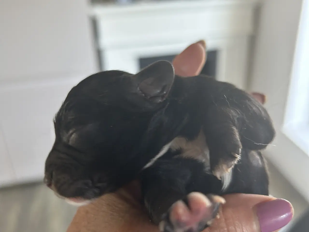 Billede 6 - Cavapoo f1 dreng sælges
