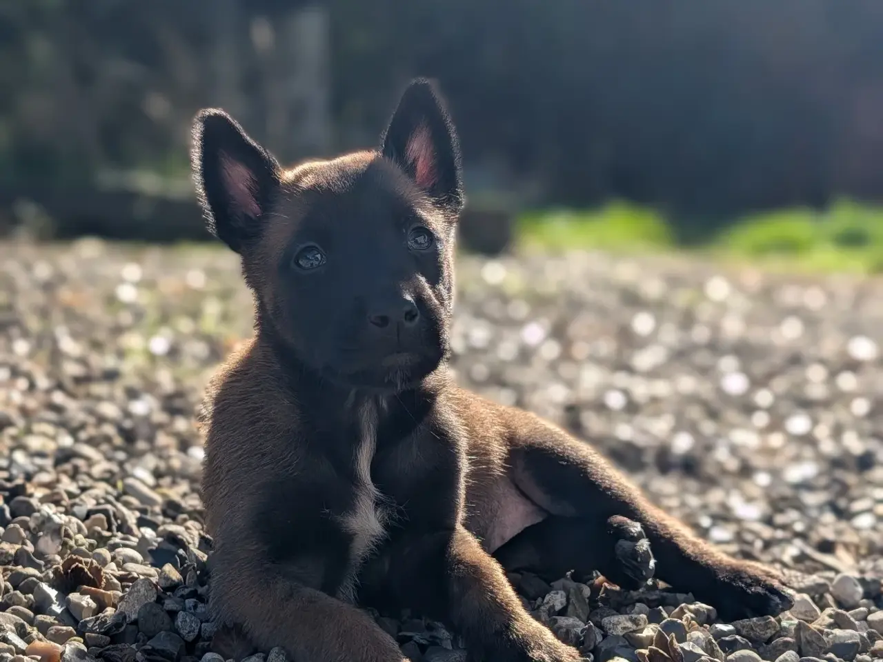 Billede 5 - 🐶 Belgisk Mallinois hvalpe 🐶