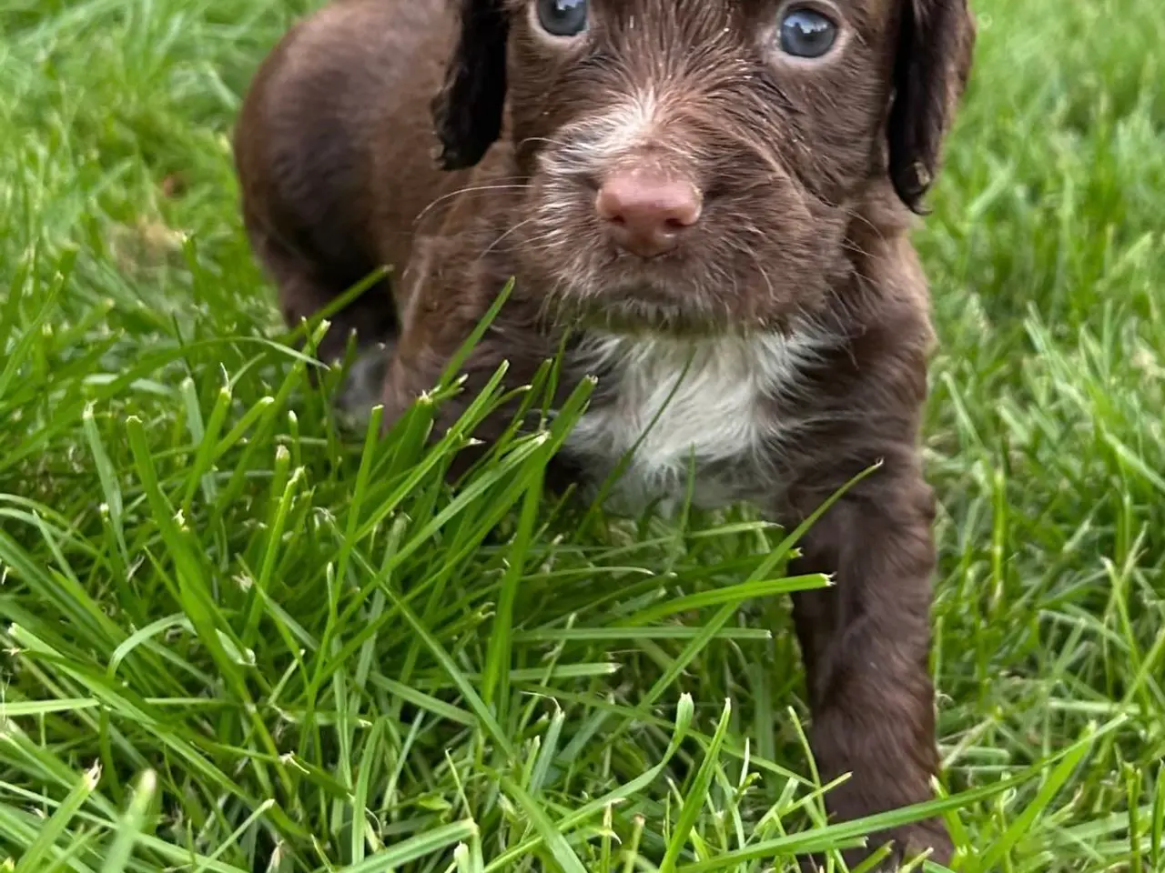 Billede 5 - FT Cocker Spaniel hvalpe