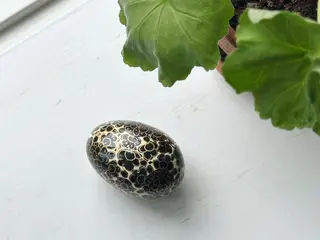 Bemalet æg, creme/sort/guld