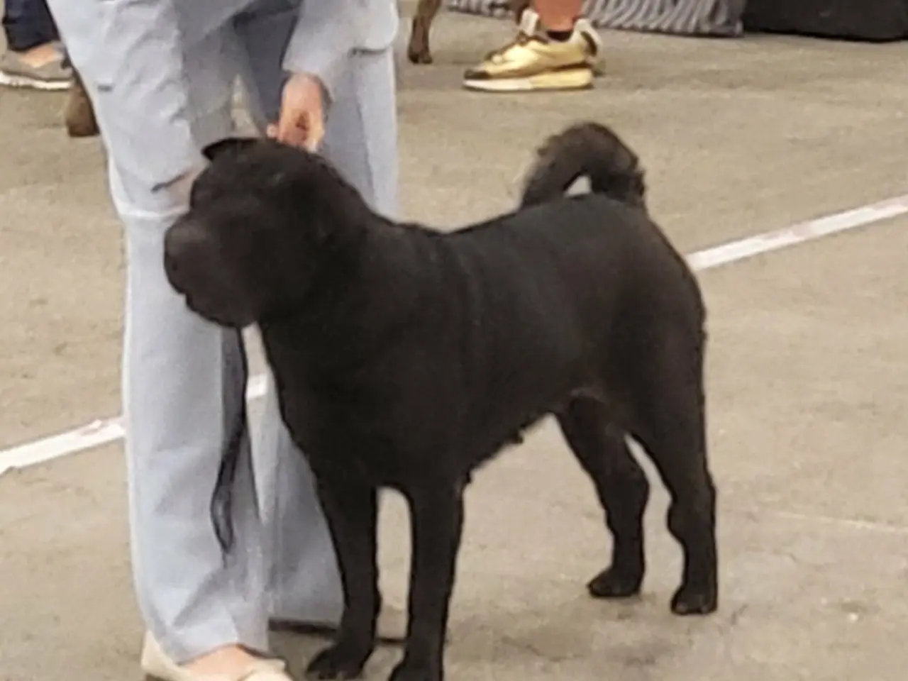 Billede 8 - Shar pei hvalp