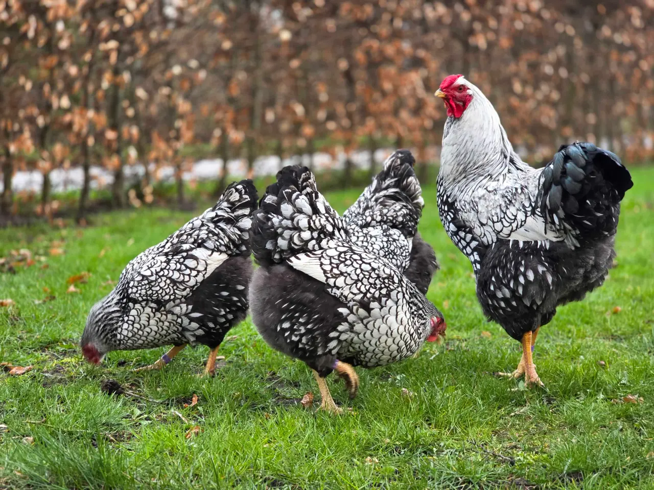 Billede 1 - Rugeæg til salg 🐔🥚fra Silver Laced Wyandotte