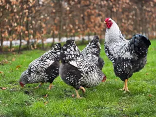 Rugeæg til salg 🐔🥚fra Silver Laced Wyandotte