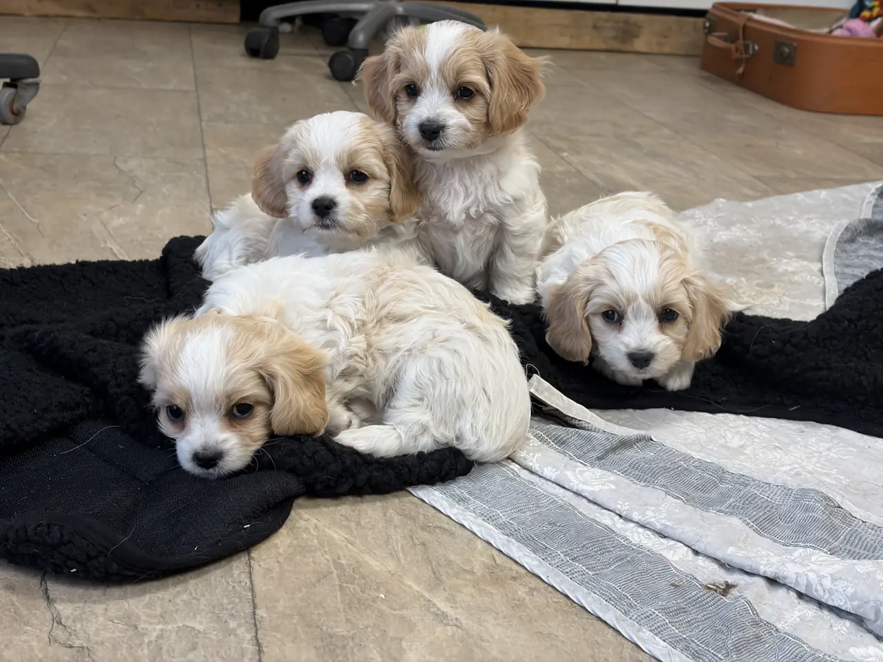 Billede 13 - De små dejligste Cavachon babyer nu!