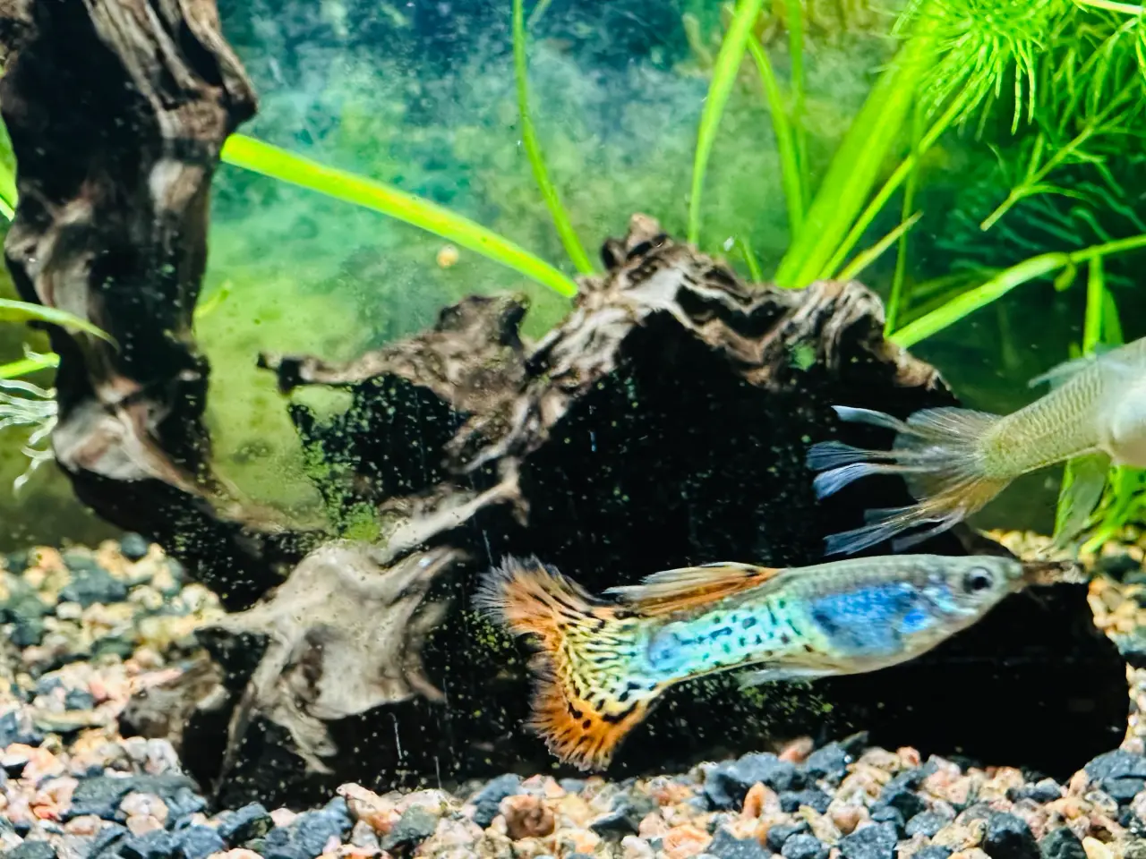 Billede 3 - Renstammede guppyer mange forskellige stammer