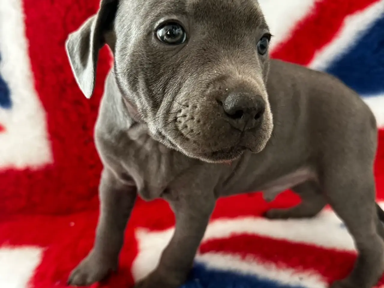 Billede 3 - De lækkereste staffordshire Bull terrier hvalpe🐾