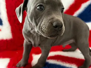 De lækkereste staffordshire Bull terrier hvalpe🐾 - 3