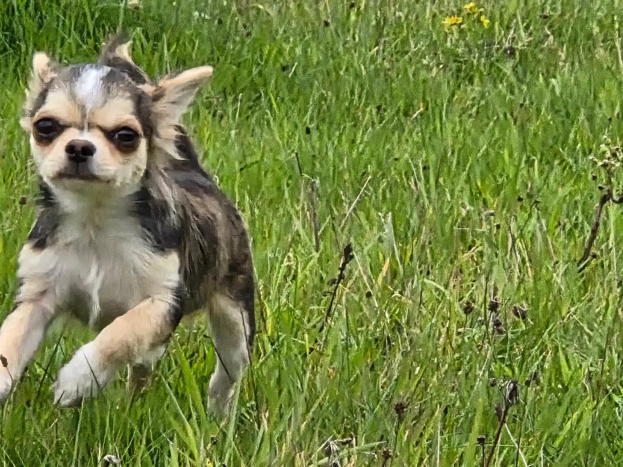Billede 13 - Langhåret husky-chihuahua. Hun og han.