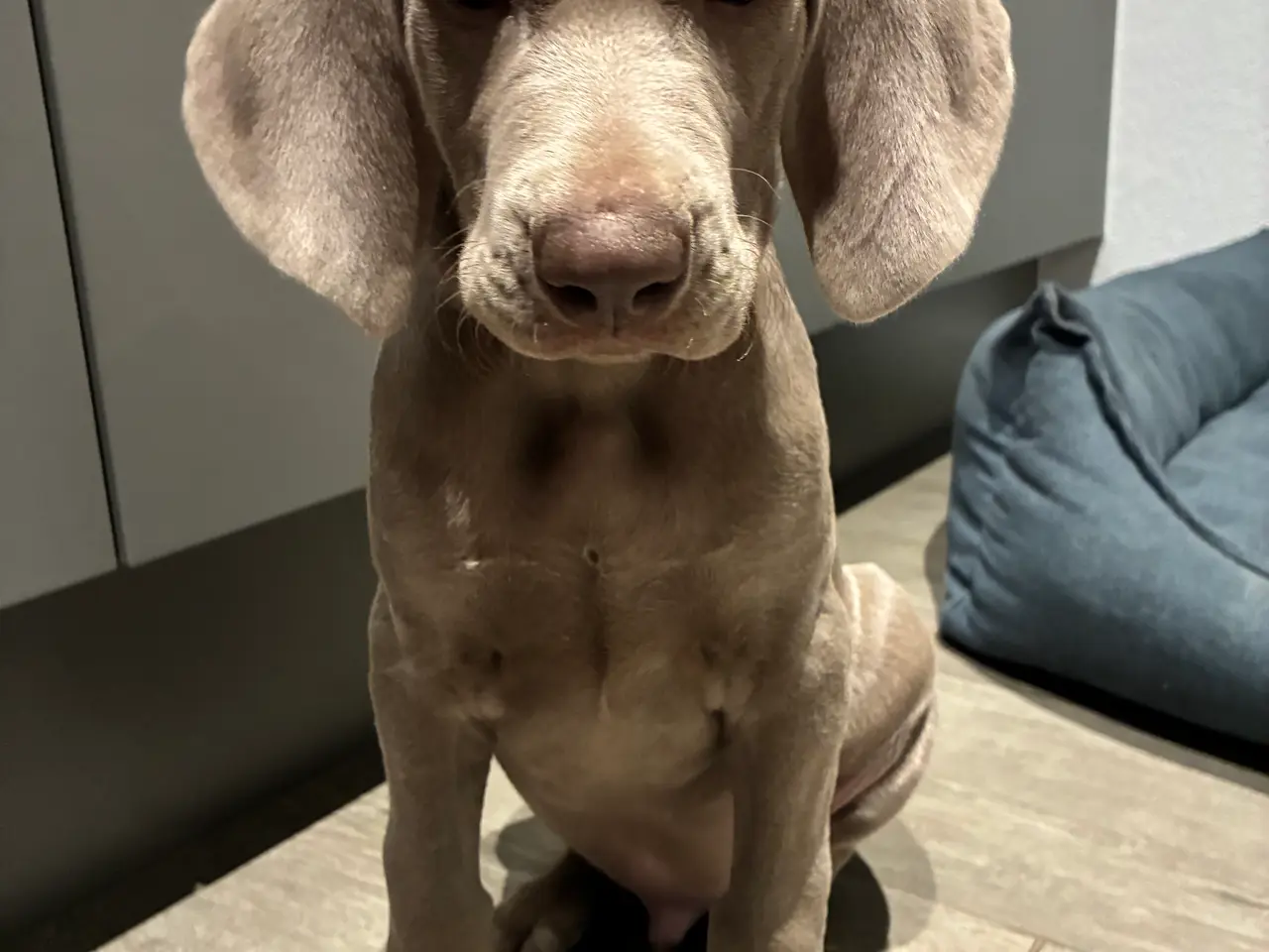 Billede 4 - Weimaraner hvalp søger nyt hjem.
