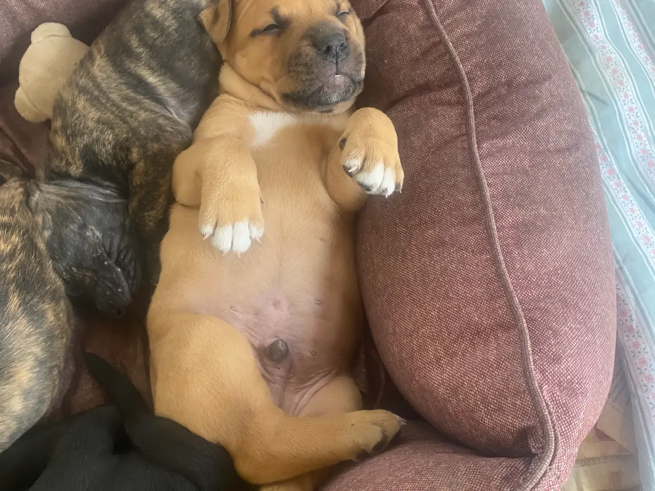 Billede 7 - Presa canario bl. Stor familiehund