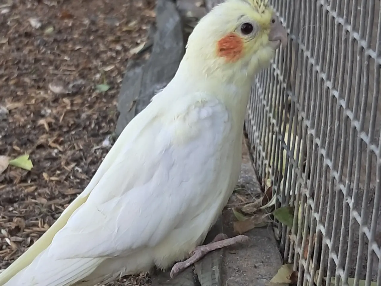 Billede 1 - Gule nymfeparakitter