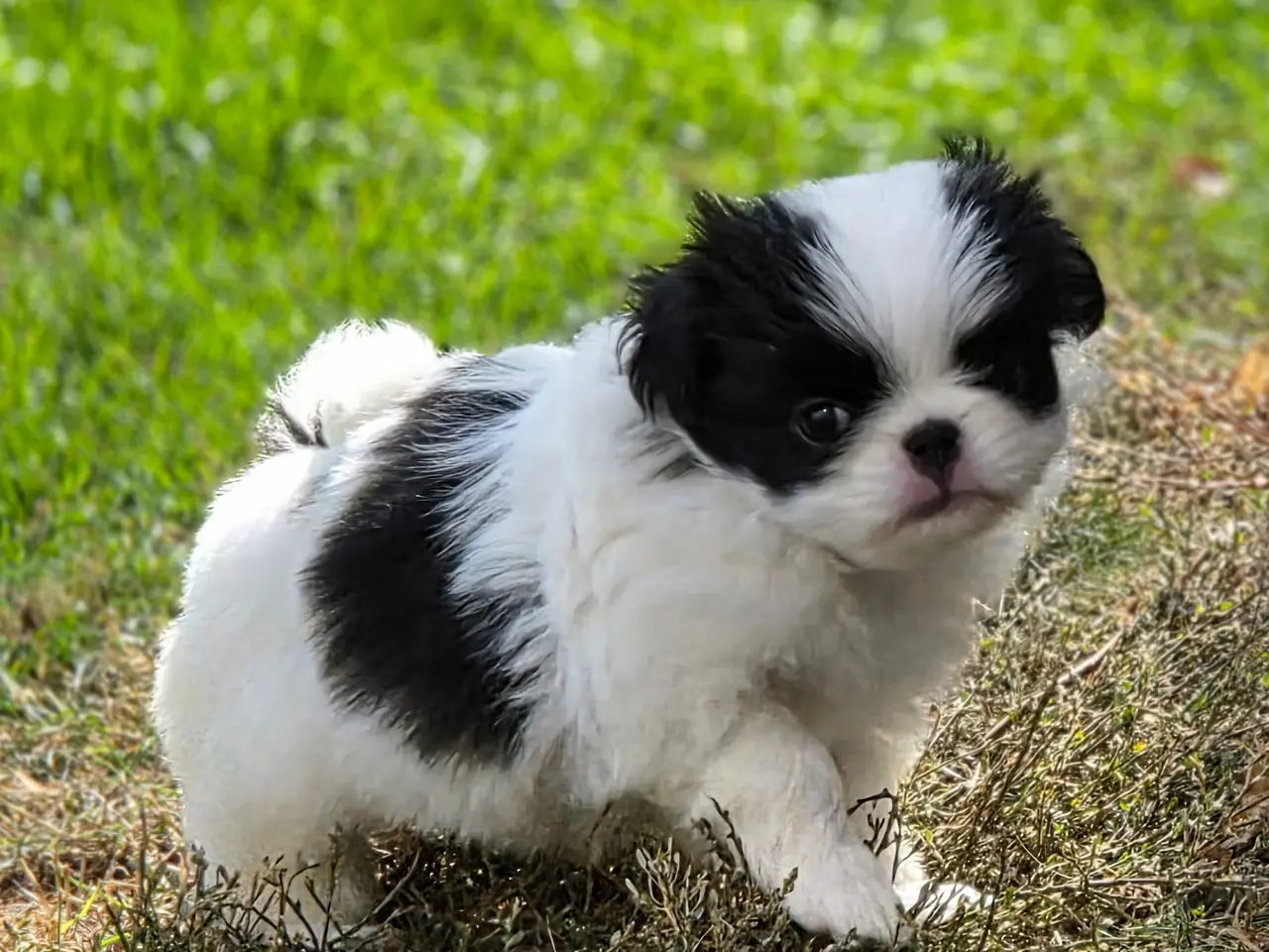 Billede 7 - Hvalp japanese chin