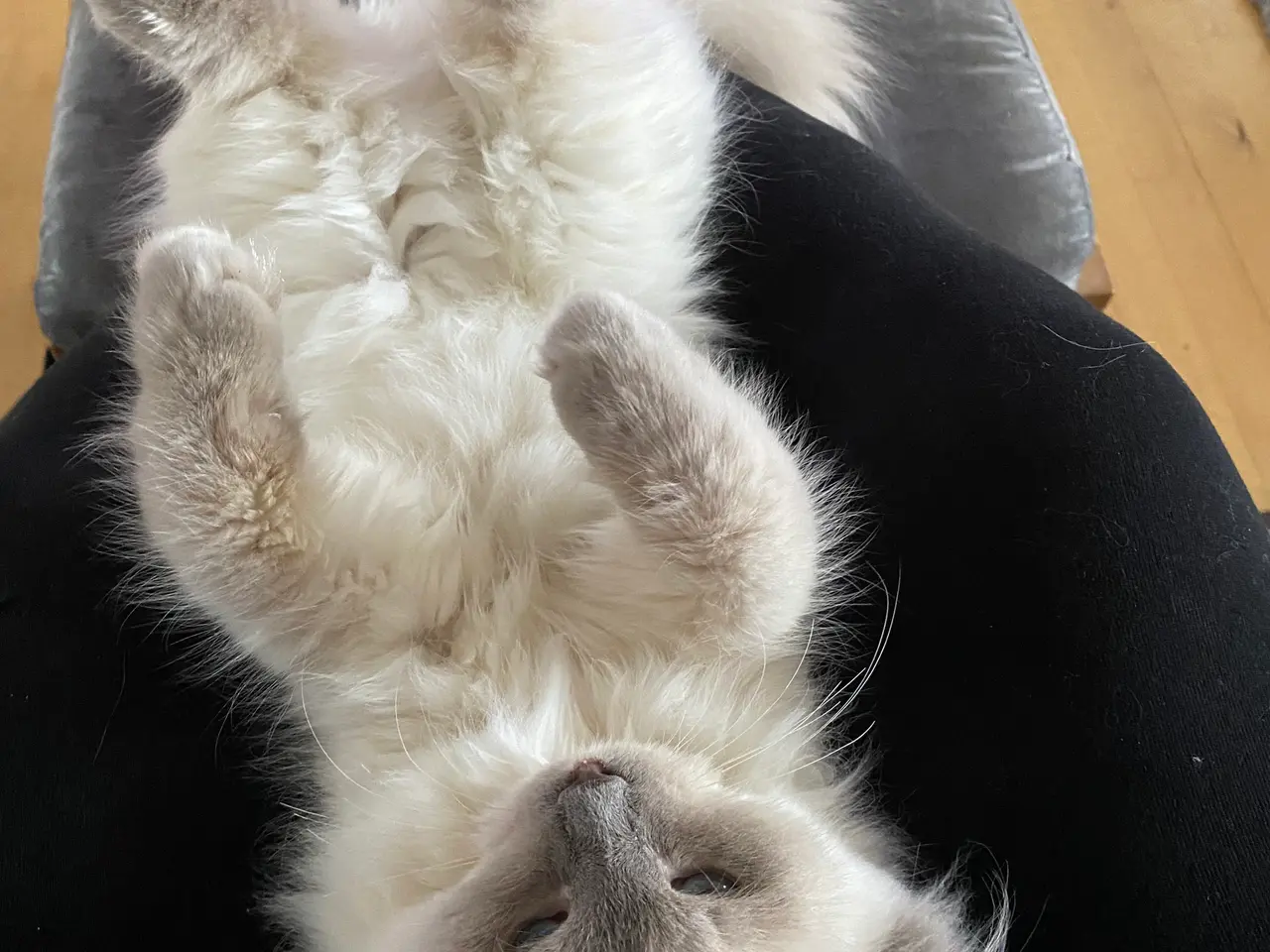 Billede 4 - Ragdoll pige
