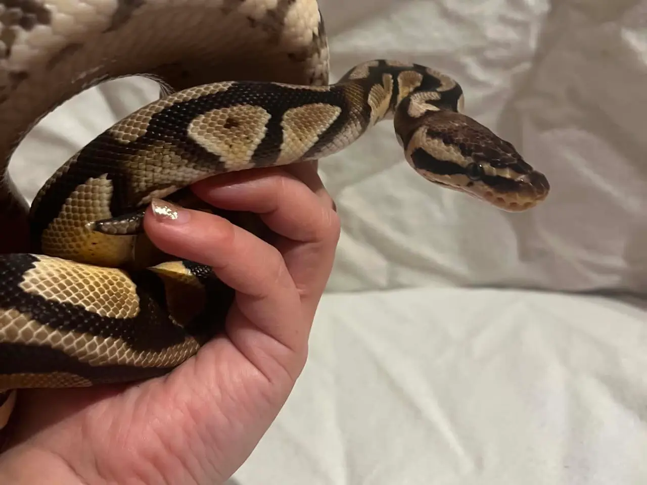 Billede 3 - Kongepython 1,0 Pastel
