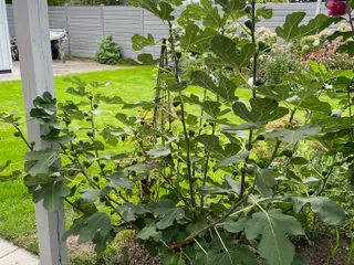 Stor figenplante
