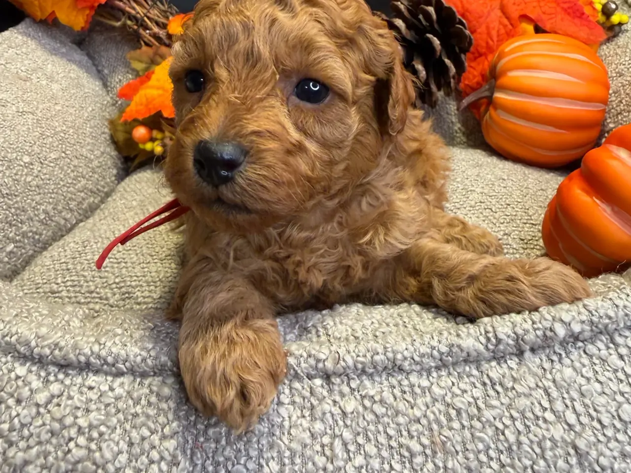 Billede 13 - 🐾✨ Skønne Mini  Maltipoo hvalpe 