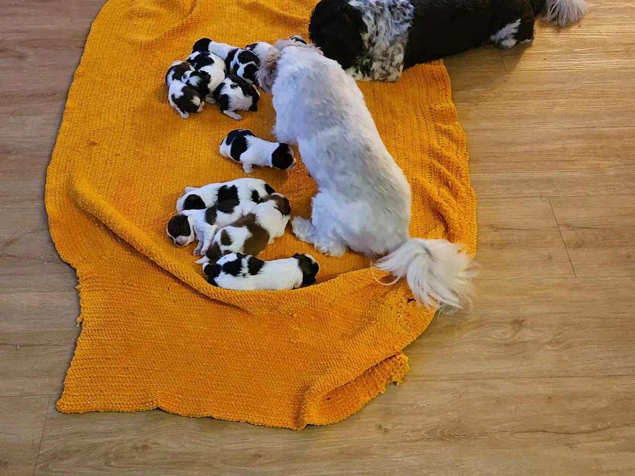 Billede 4 - Blanding af shih tzu og haveneser
