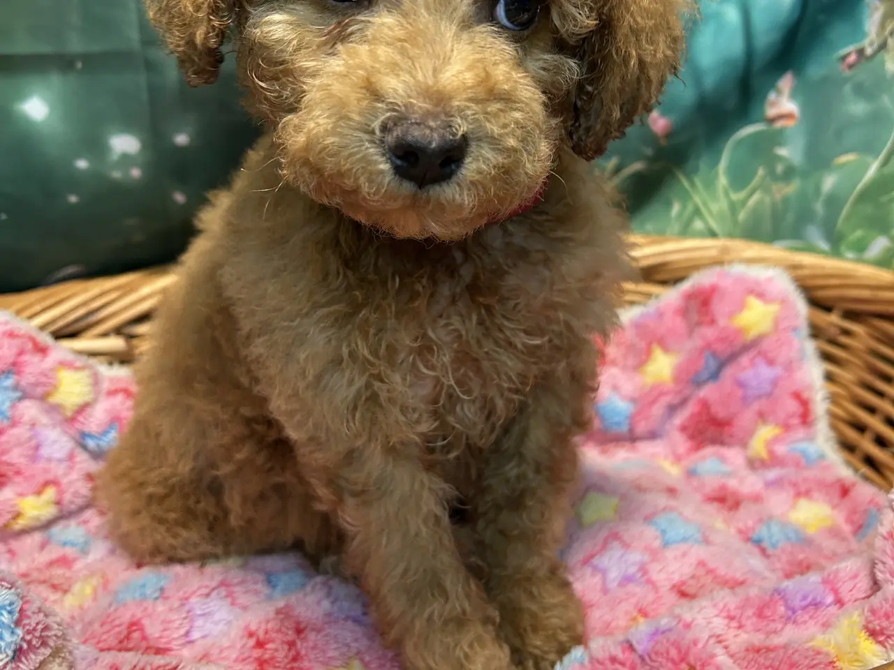 Billede 2 - Smukke mini Labradoodle ❤️🐾