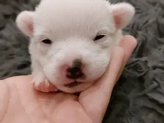 Jack Russel 
