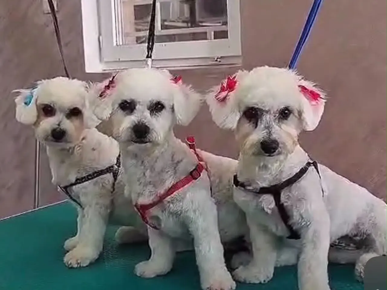 Billede 2 - Bichon Havanais
