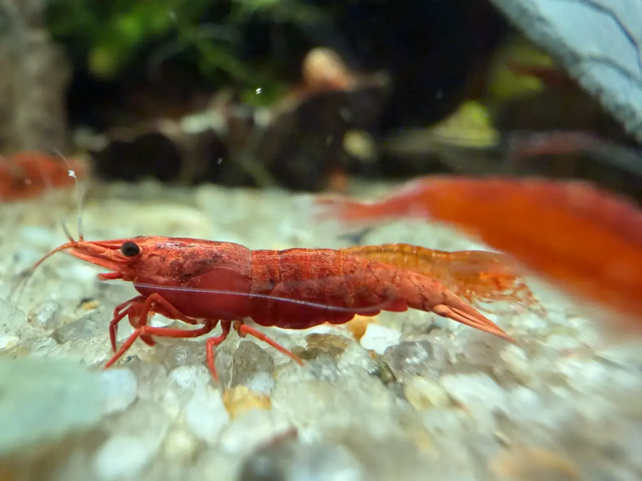 Billede 20 - đSuper flotte Fire Red rejerđ lysere og mĂĽrkere