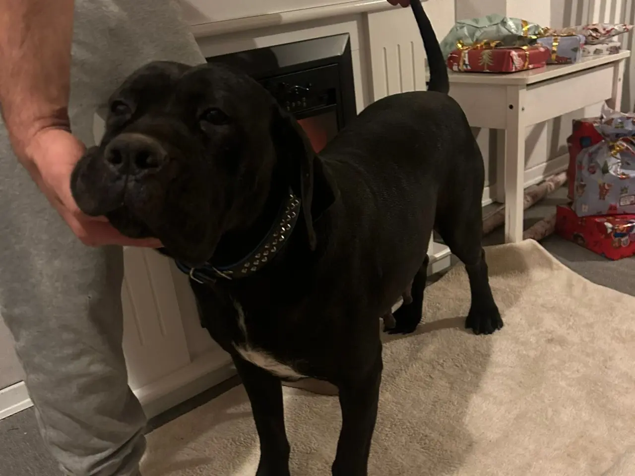 Billede 1 - Eksklusiv Cane Corso tæve – stamtavle – 4 år