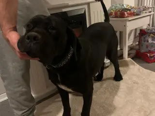 Eksklusiv Cane Corso tæve – stamtavle – 4 år