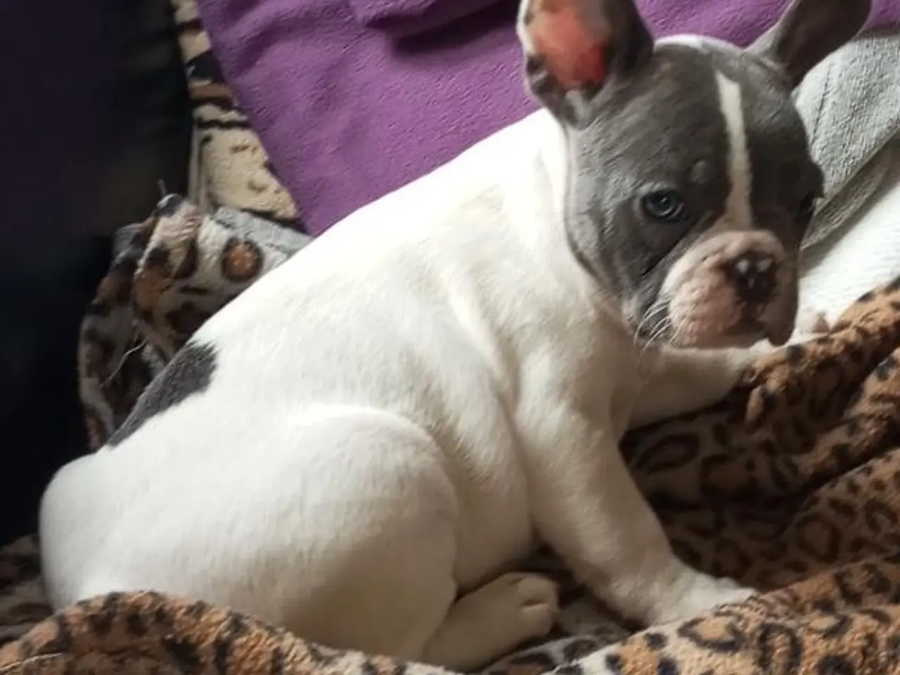 Billede 4 - De dejligste Fransk bulldog hvalpe sælges.