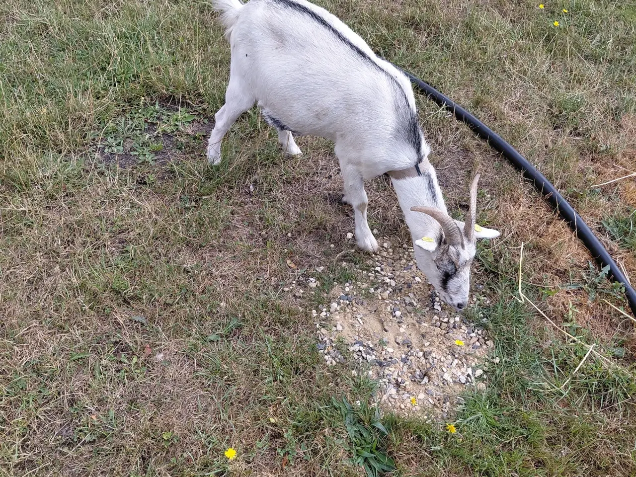 Billede 1 - Dværgged gimmer
