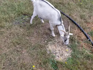 Dværgged gimmer 