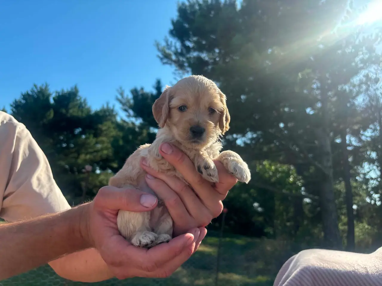Billede 3 - Cockapoo/cockerpoo hvalpe fra stueopdræt ❤️