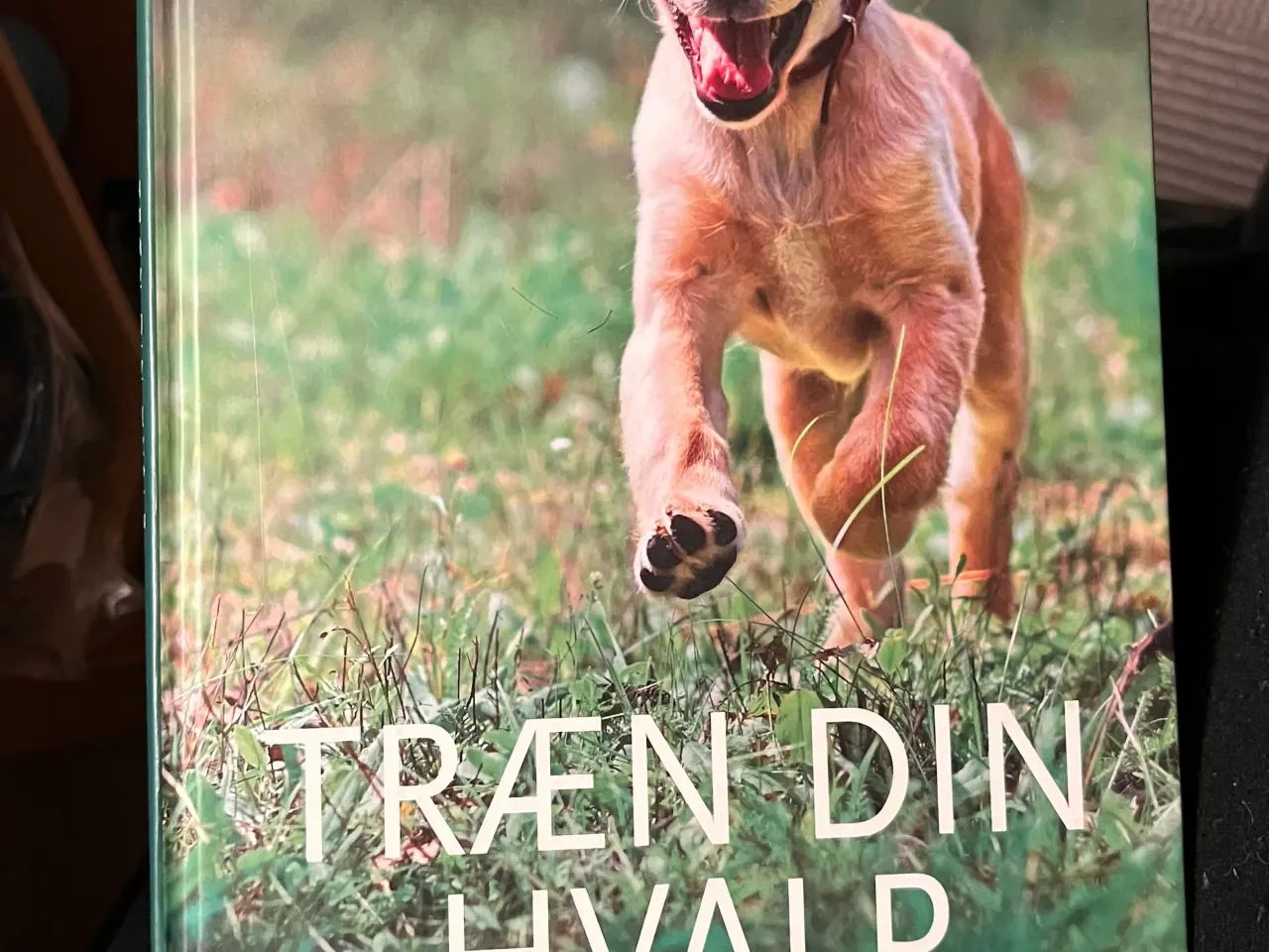 Billede 6 - Hundetræning, adfærd og viden om hunde