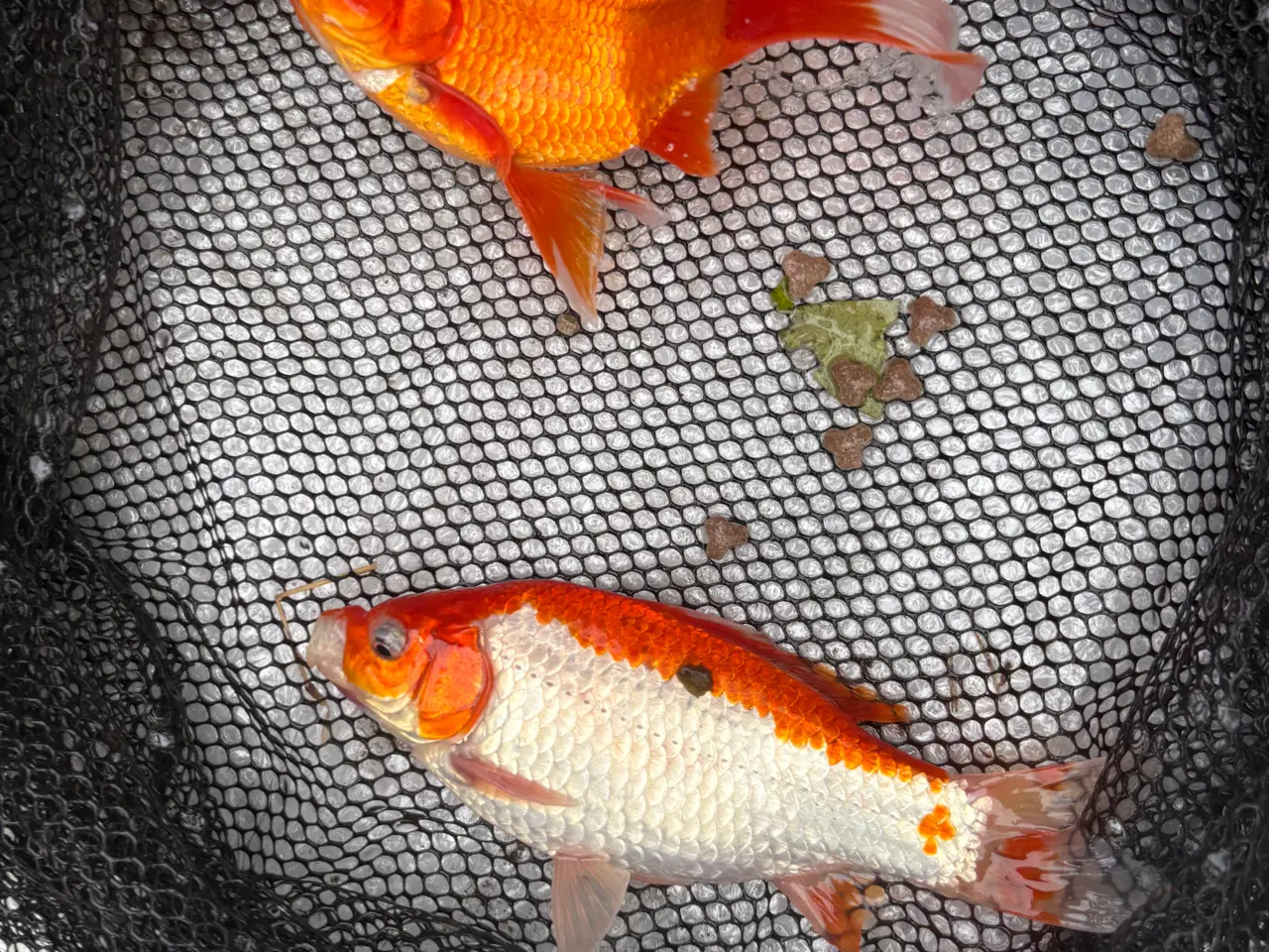 Billede 11 - Fisk / guldfisk 