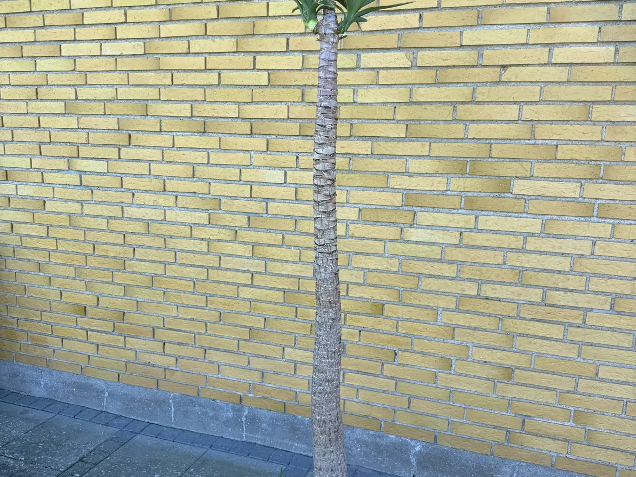 Billede 2 - Yucca palmer