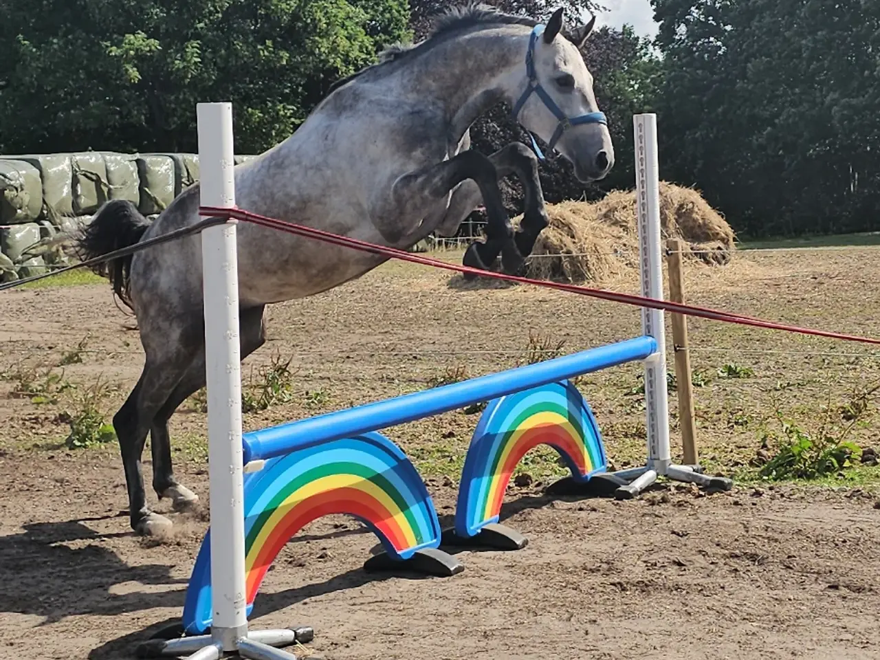 Billede 2 - 4 års Dansk varmblod hingst