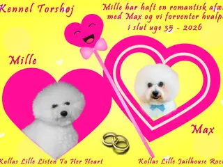 Bichon Frise hvalpe