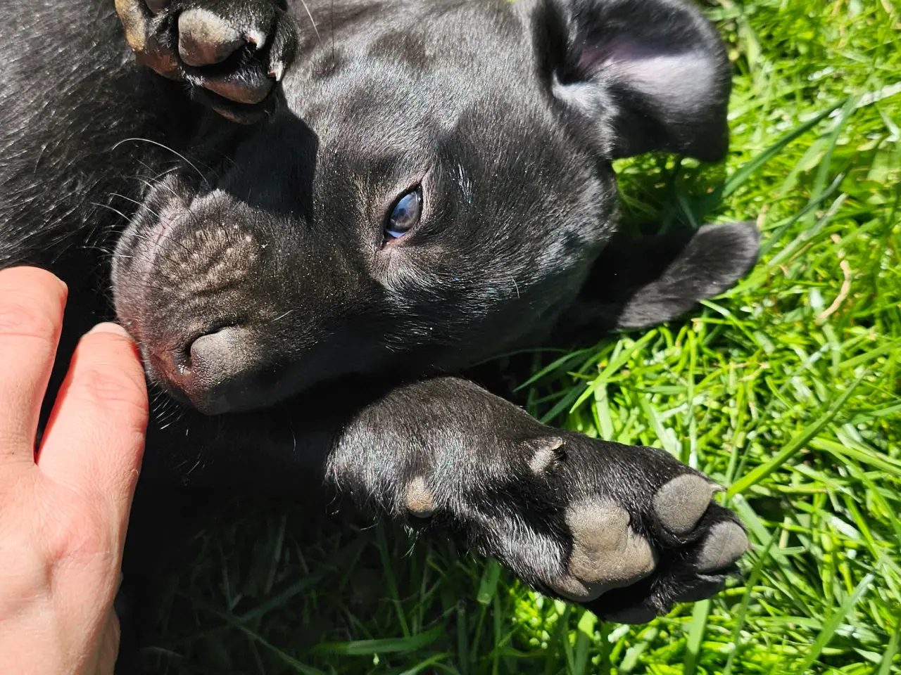 Billede 2 - Labrador Retriever jagthvalpe med DKK stamtavle – 